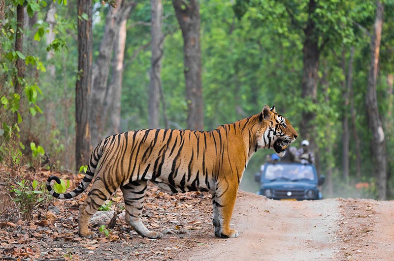 Wildlife Safari in National Parks