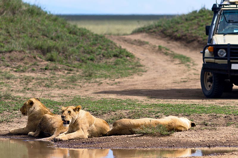 Wildlife Safari in National Parks