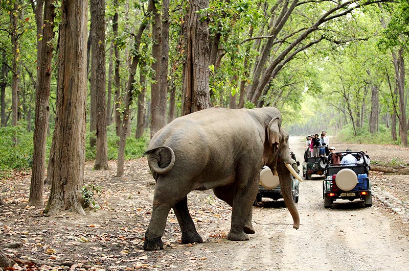 Wildlife Safari in National Parks