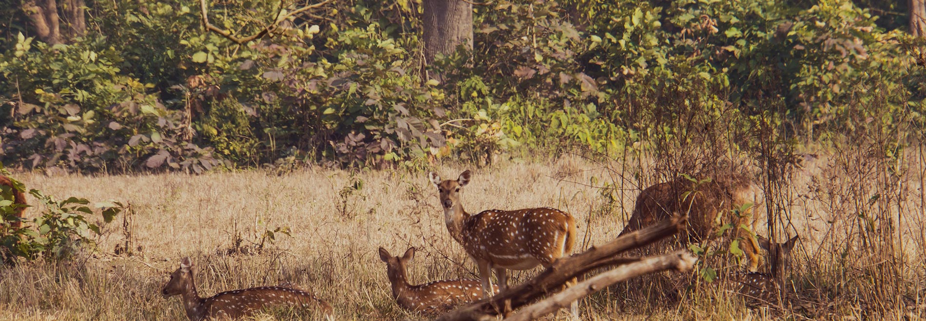 Rajaji National Park, Uttarakhand, India | OutdoorKeeda