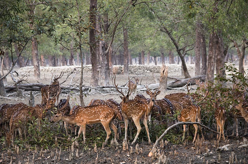 Sundarbans National Park | Outdoorkeeda