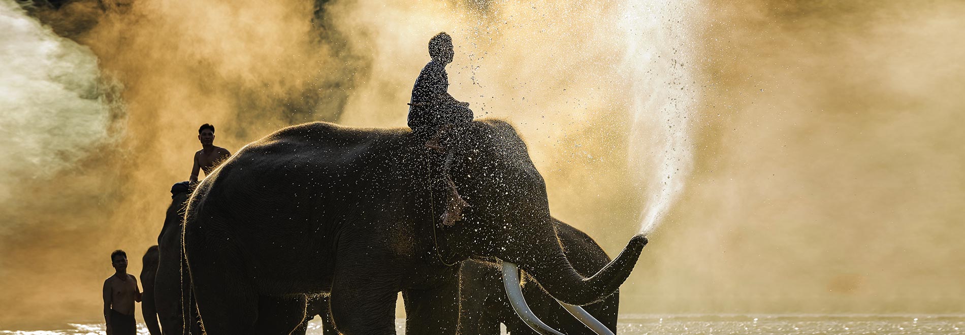 Elephant Safari | OutdoorKeeda