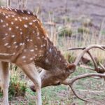 the bandhavgarh national park - madhya pradesh, india