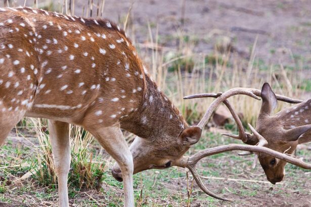 the bandhavgarh national park - madhya pradesh, india
