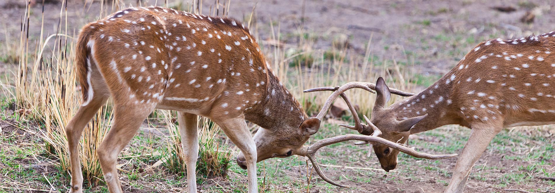 the bandhavgarh national park - madhya pradesh, india