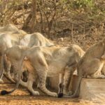 Gir National Park