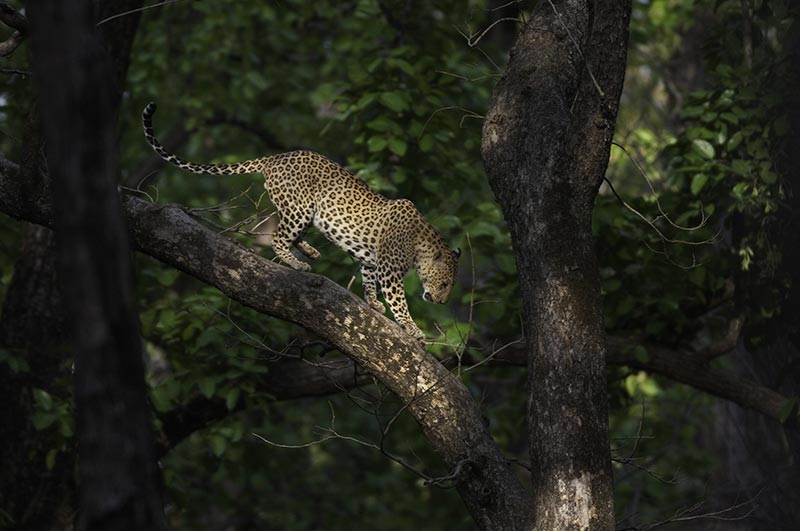kanha national park