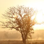 Kanha national park