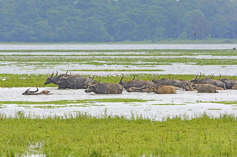 kaziranga national park