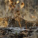 Pench National Park