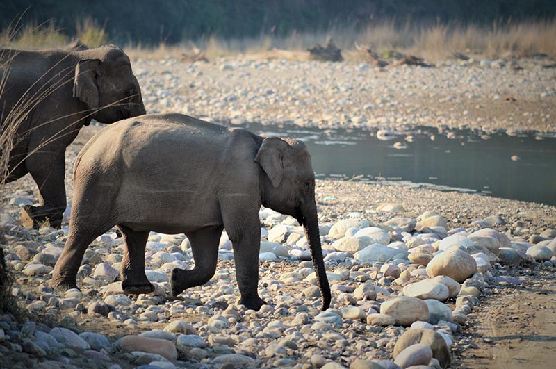 rajaji national park