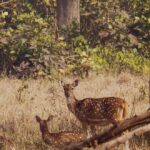 Rajaji National Park