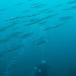 Scuba Diving