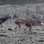Tadoba National park