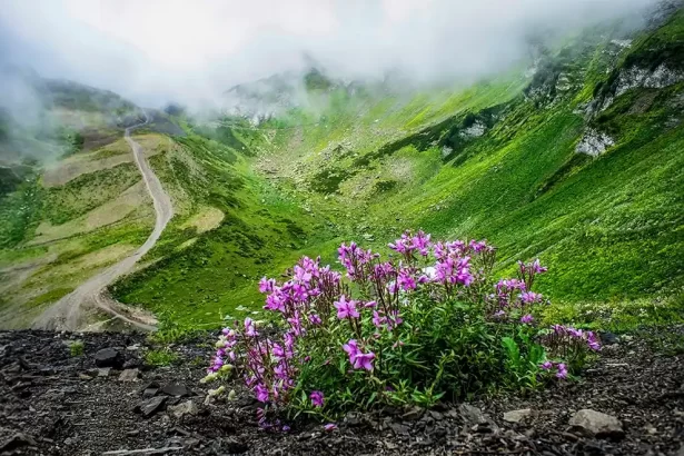 valley of flowers