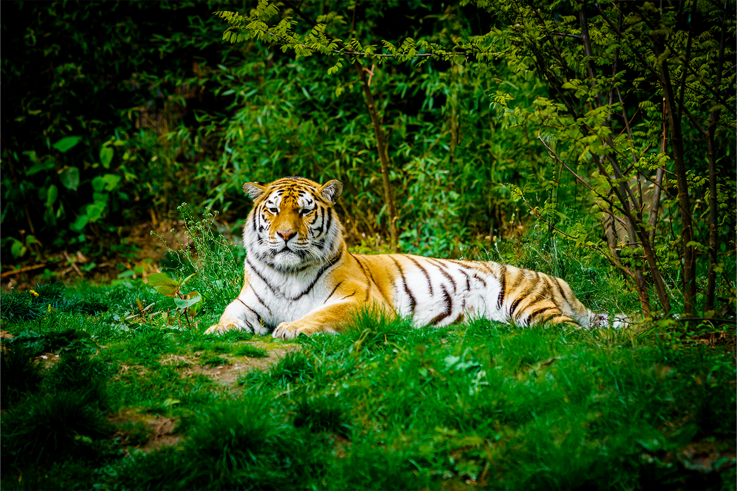 top tiger reserves