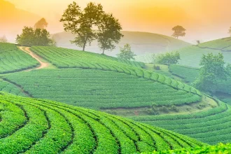 5 Peaceful Hill Towns in West Bengal