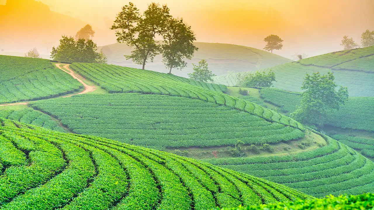 5 Peaceful Hill Towns in West Bengal
