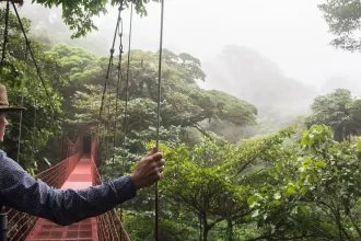 Best Rainforest Destinations for Wildlife Lovers