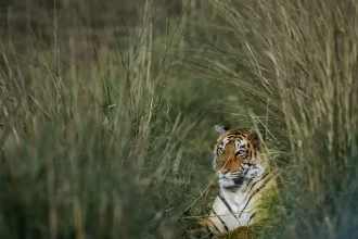 Jim Corbett India’s First National Park