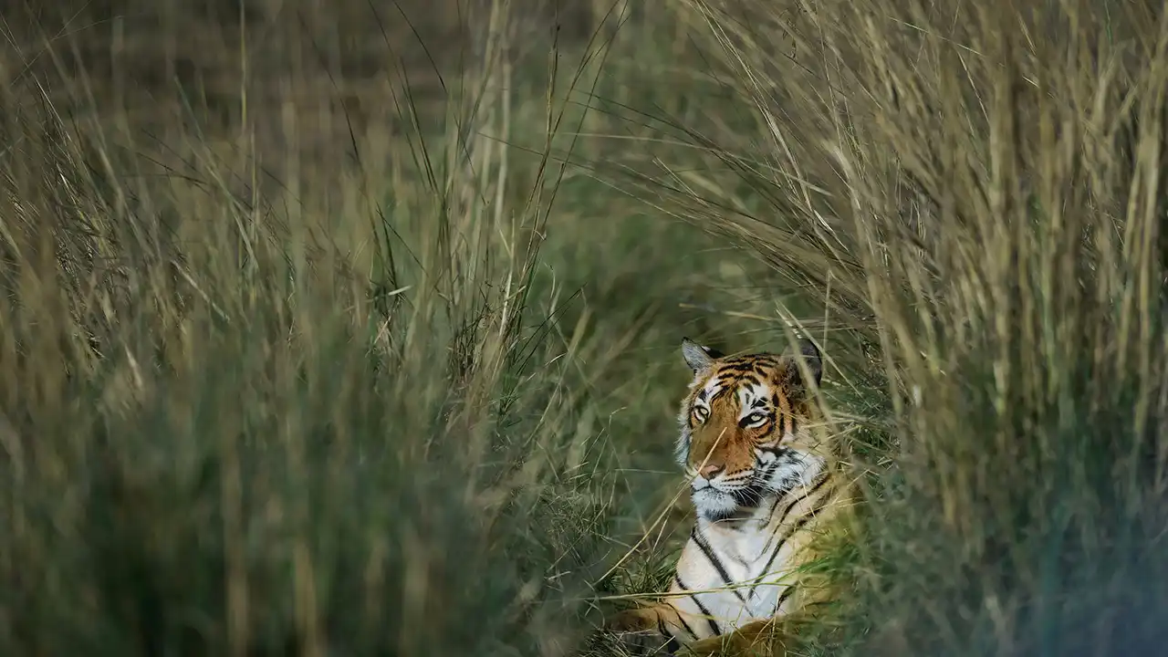 Jim Corbett India’s First National Park