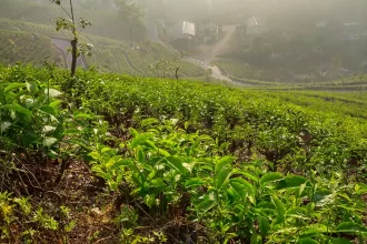 Kashmir vs Darjeeling