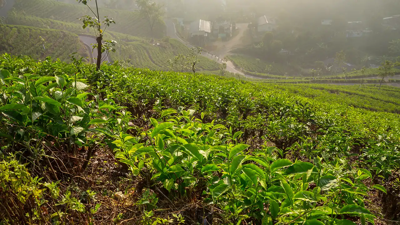 Kashmir vs Darjeeling