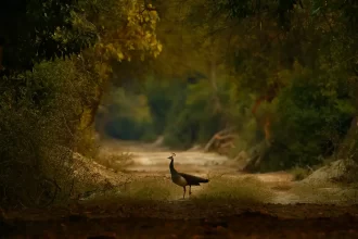 10 Monsoon Perfect National Parks in India