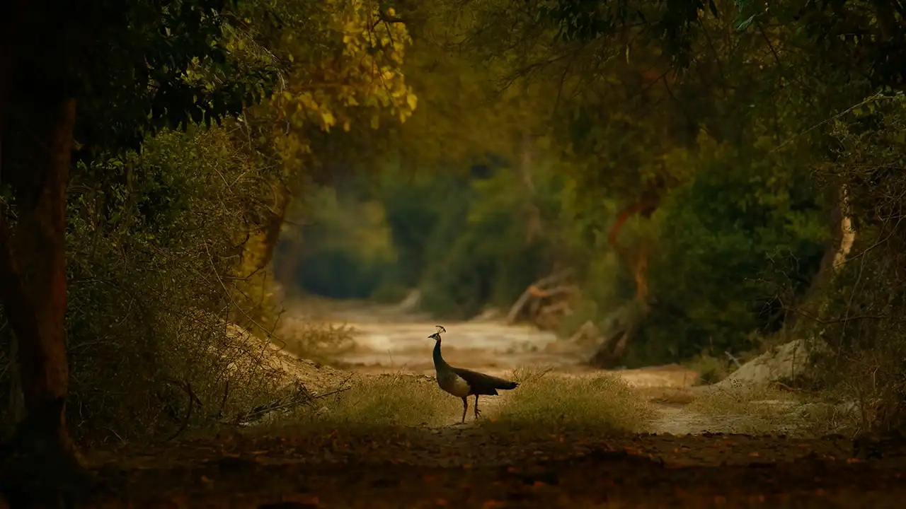 10 Monsoon Perfect National Parks in India