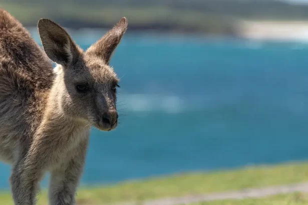 Australia