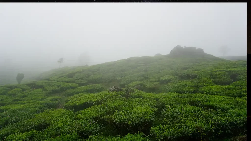 Monsoon Magic