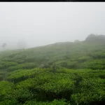 Monsoon Magic