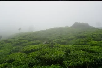 Monsoon Magic