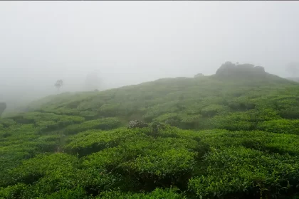 Monsoon Magic: Top 4 Destinations in India for Incredible Views