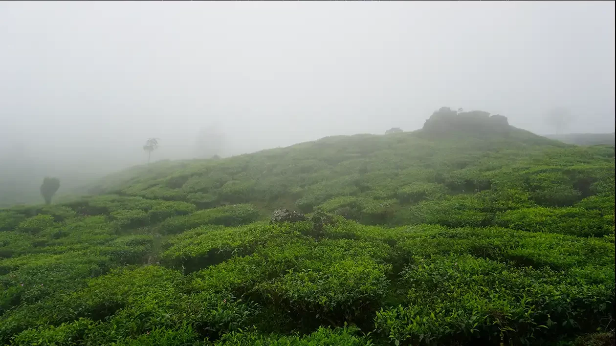Monsoon Magic: Top 4 Destinations in India for Incredible Views