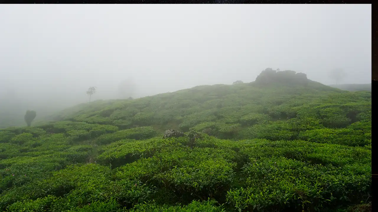 Monsoon Magic