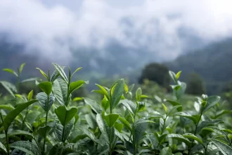 Munnar Top Spots for Monsoon