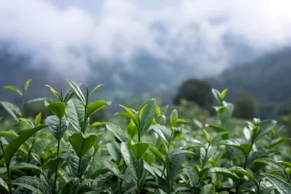 Munnar Top Spots for Monsoon