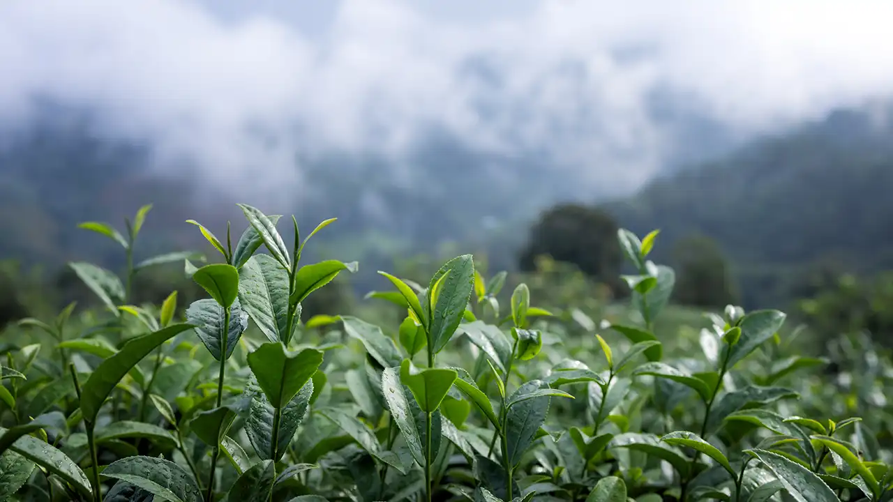 Munnar Top Spots for Monsoon