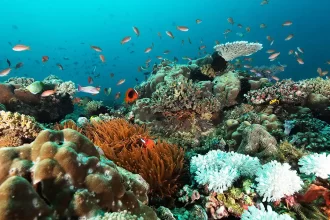 Scuba Diving Sites