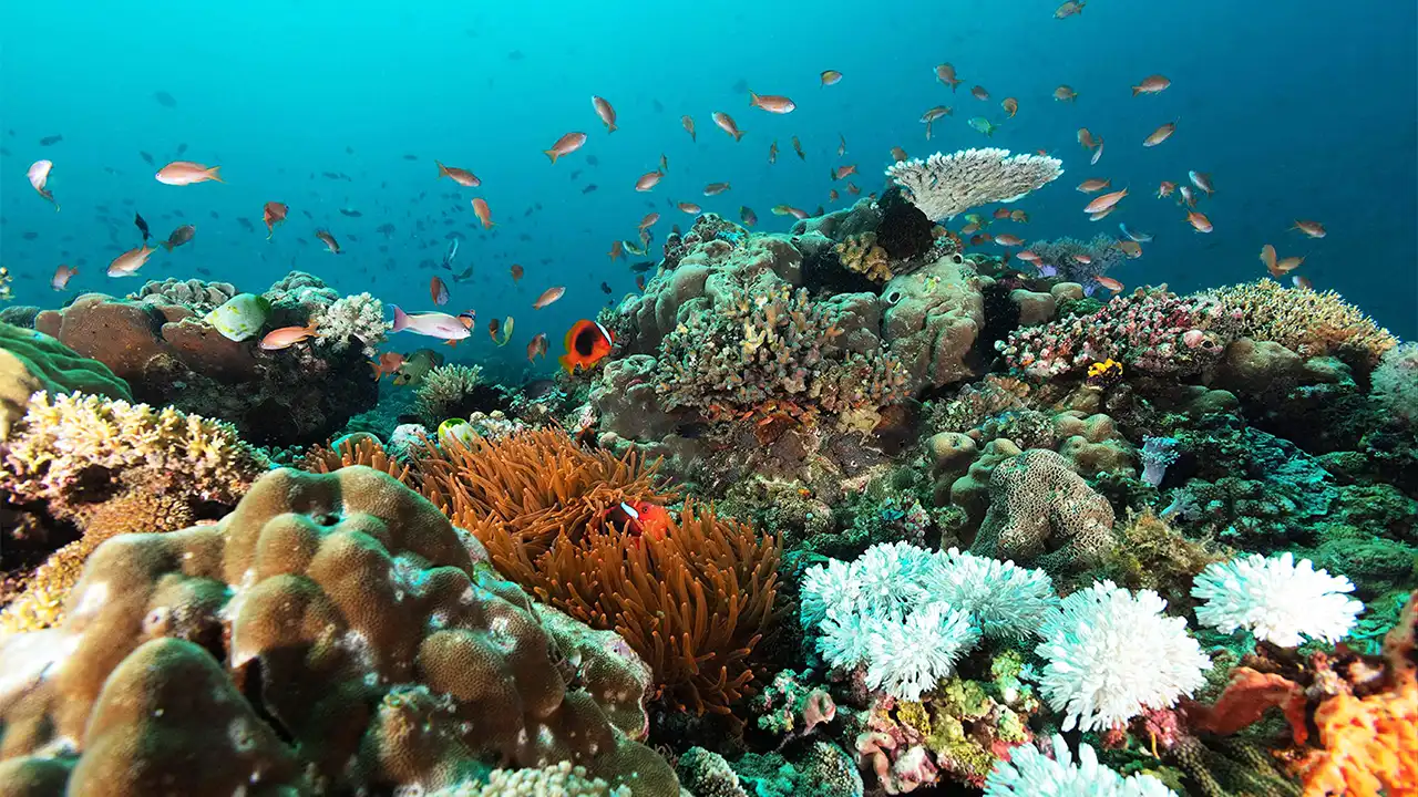 Scuba Diving Sites