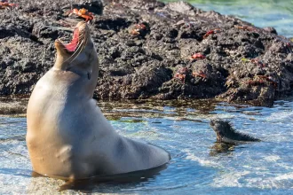Wildlife Destinations in South America