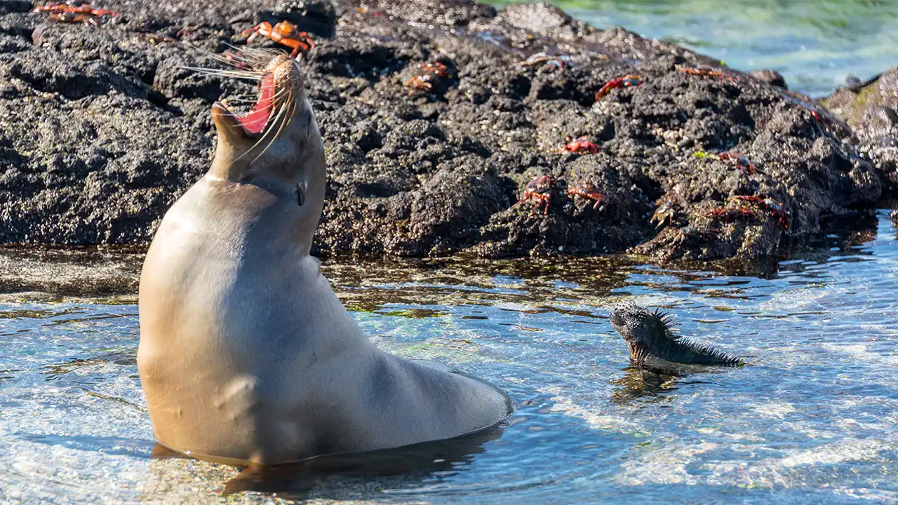 Wildlife Destinations in South America