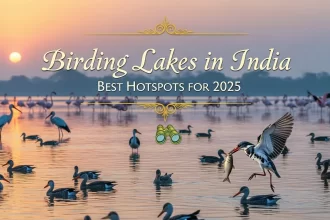 Top 10 Birding Lakes in India - Best Birding Hotspots for 2025 - Outdoorkeeda